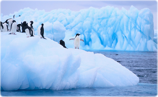 Colonia pinguins
