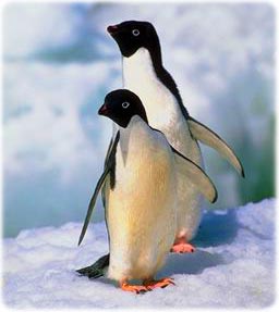 Pinguins na Antarctica