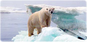 Urso polar