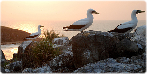 Abrolhos