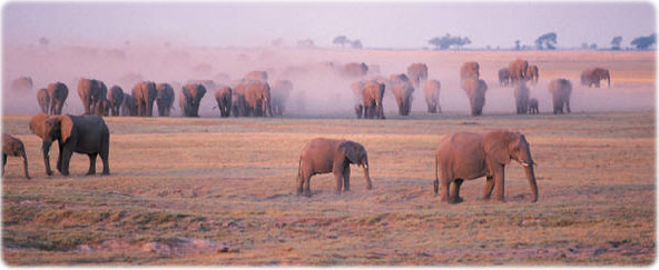Elefantes africa