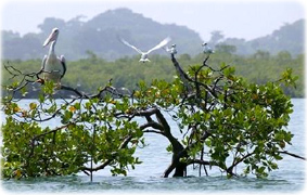 Guine Bissau