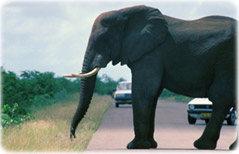 Kruger Park