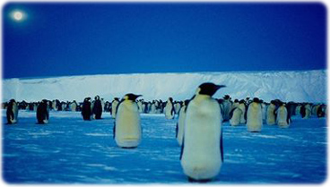 Pinguins