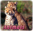 Animais
