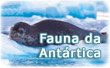 Fauna Antartica