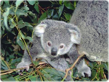 Koala