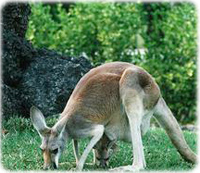 Cangurus