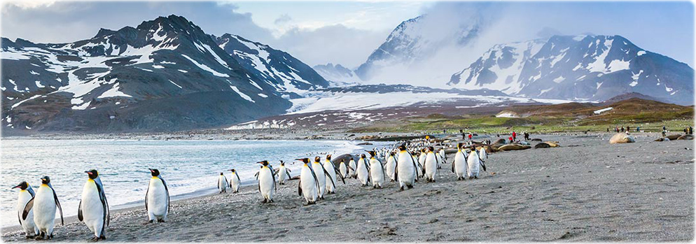 Pinguins