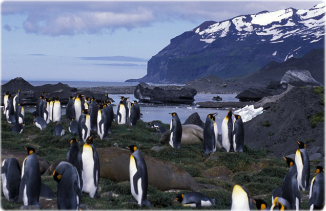 Pinguins