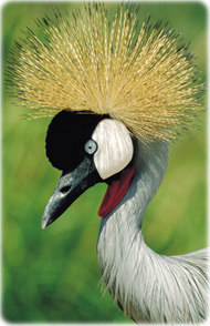 Grou