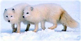 Arctic fox