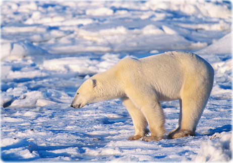 Urso