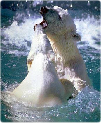 Ursos polares, Artico