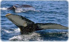 Baleias