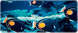 Peixes